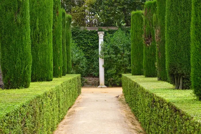 Neatly Trimmed Hedges