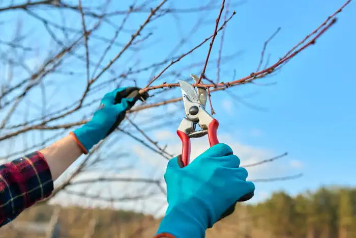 Tree Trimming with Pruning Shears