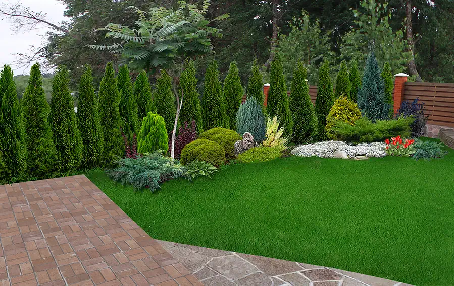 Trees for Landscaping