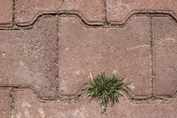 Weeds Growing Between Paver Bricks